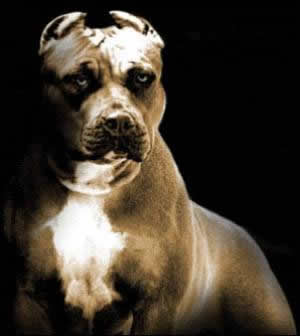 American PitBull Terrier